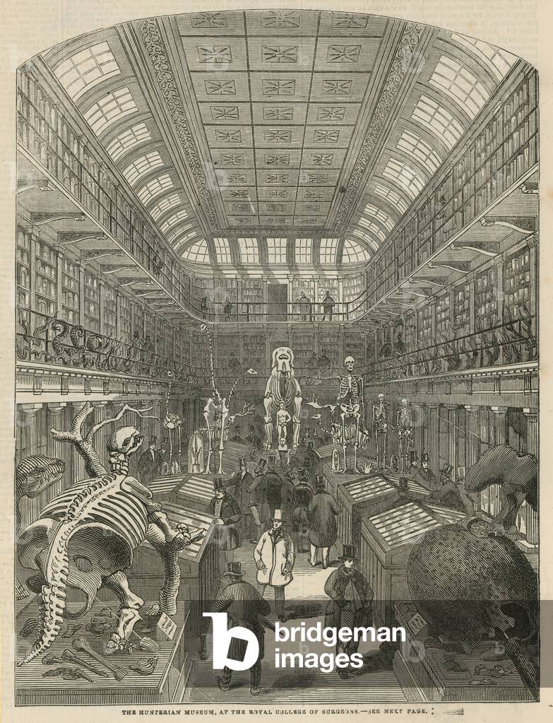 The Hunterian Museum at the Royal College of Surgeons (engraving)