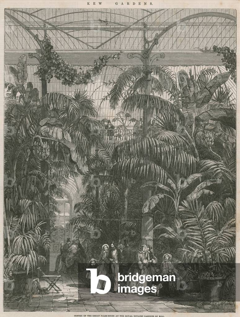 Centre of the Great Palm House at the Royal Botanic Gardens of Kew (engraving)