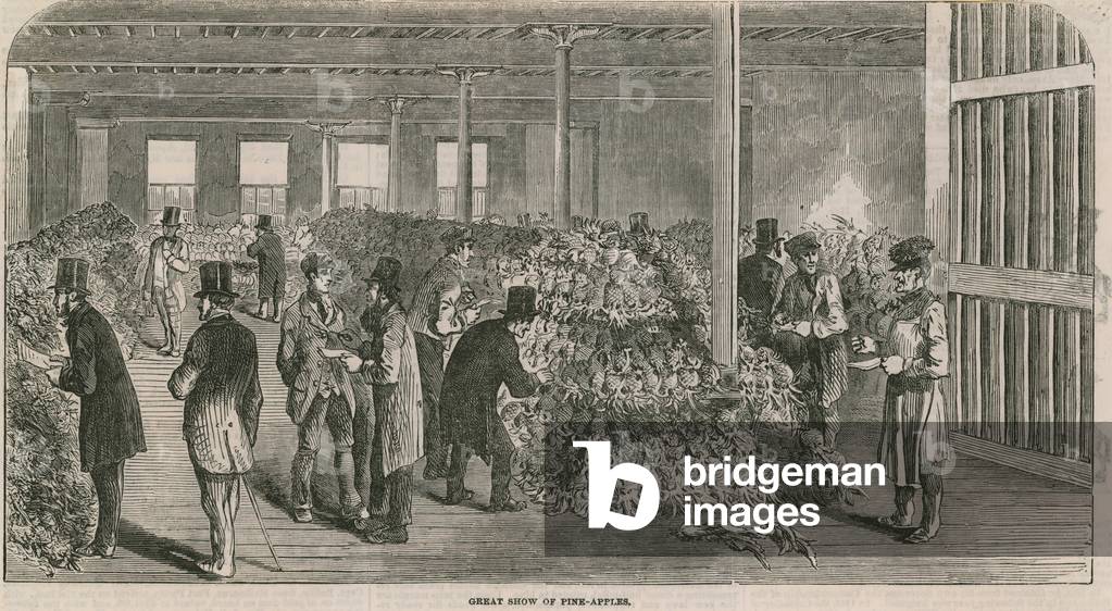 Great show of pineapples (engraving)