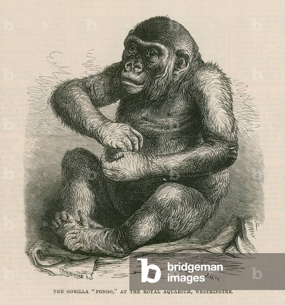 Pongo at the Royal Aquarium (engraving)