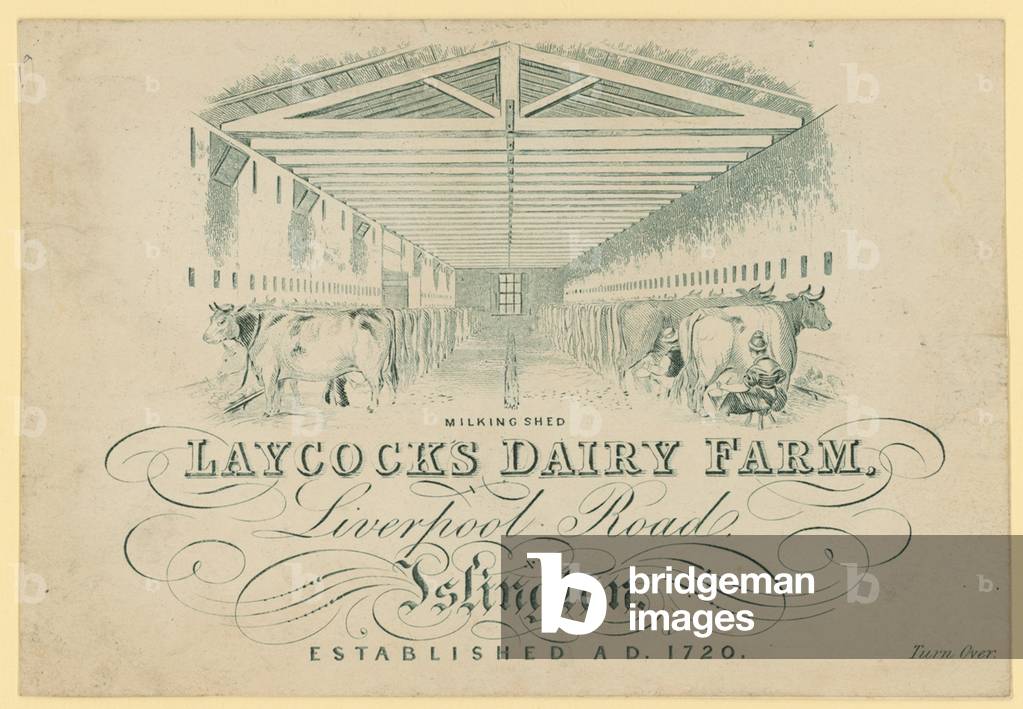The milking shed, Laycock's Dairy Farm, Liverpool Road, Islington (engraving)