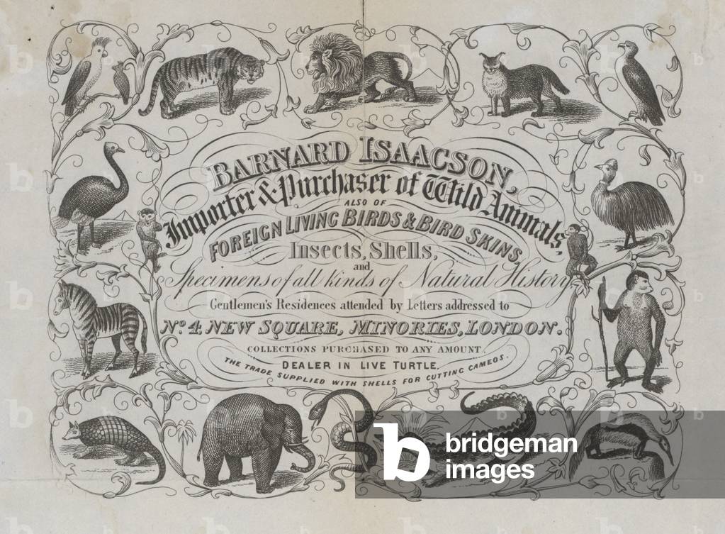 Advertisement for Barnard Isaacson, importer and purchaser of wild animals (engraving)