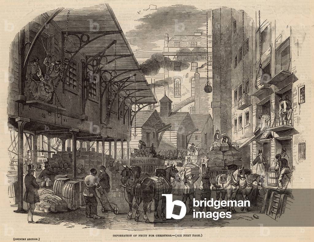 Importation of fruit for Christmas (engraving)