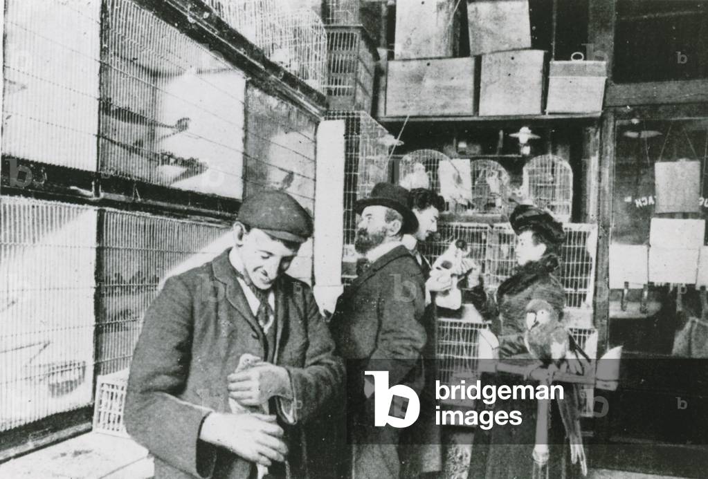 Great Portland Street pet shop (photo)