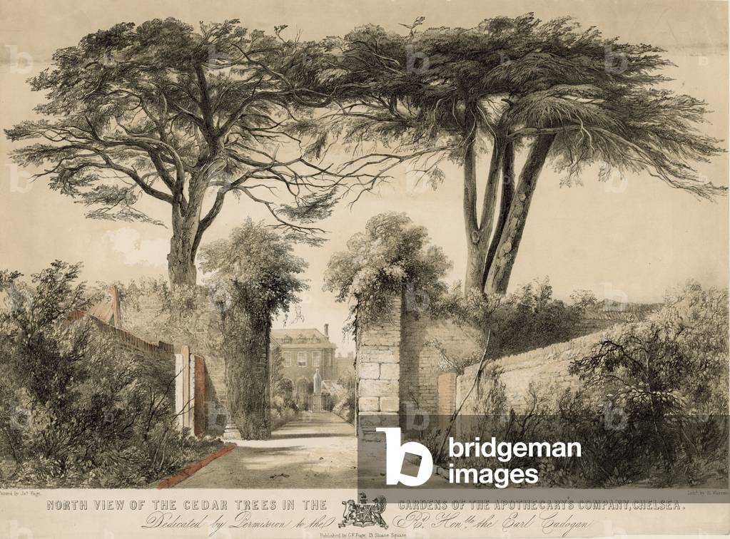North view of the cedar trees in the Gardens of the Apothecary's Company, Chelsea, London (engraving)