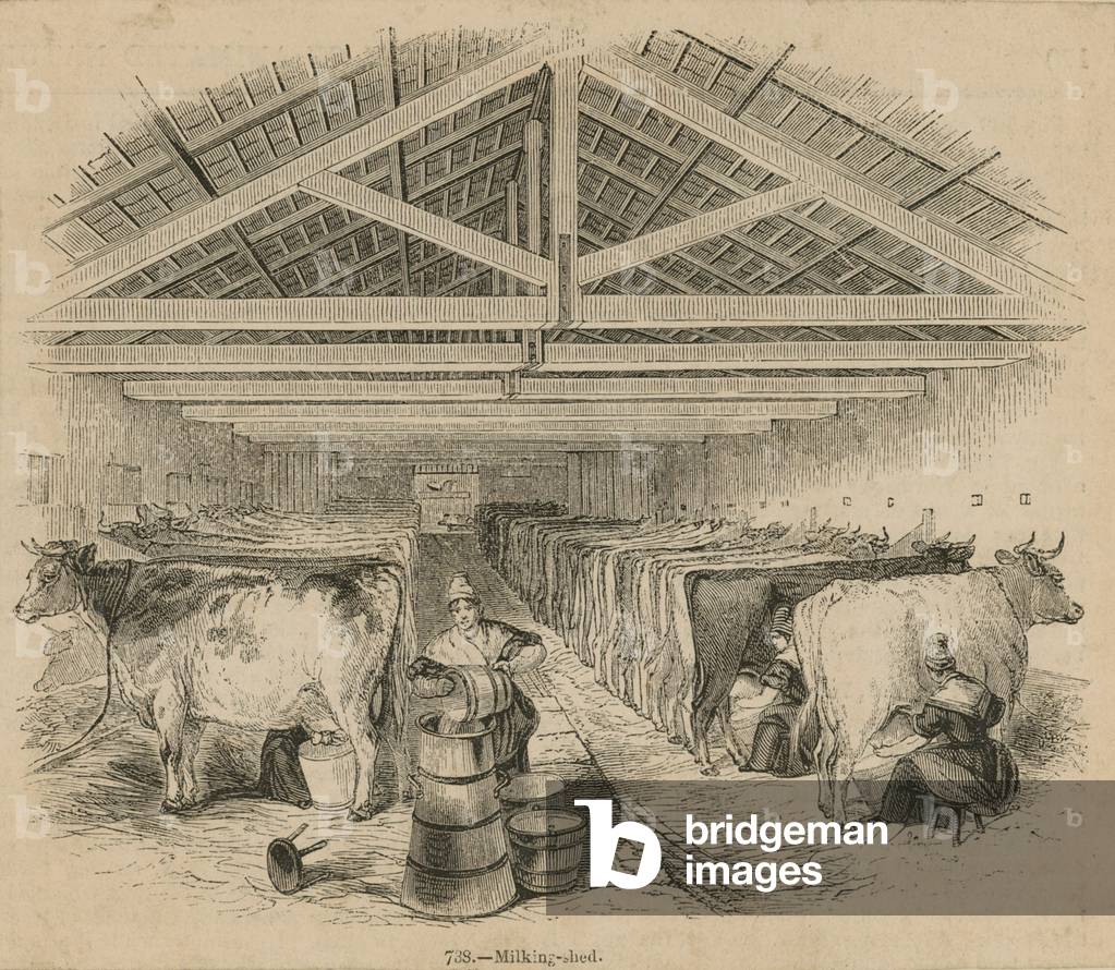 Laycock's Dairy Farm, dated July 1841 (engraving)