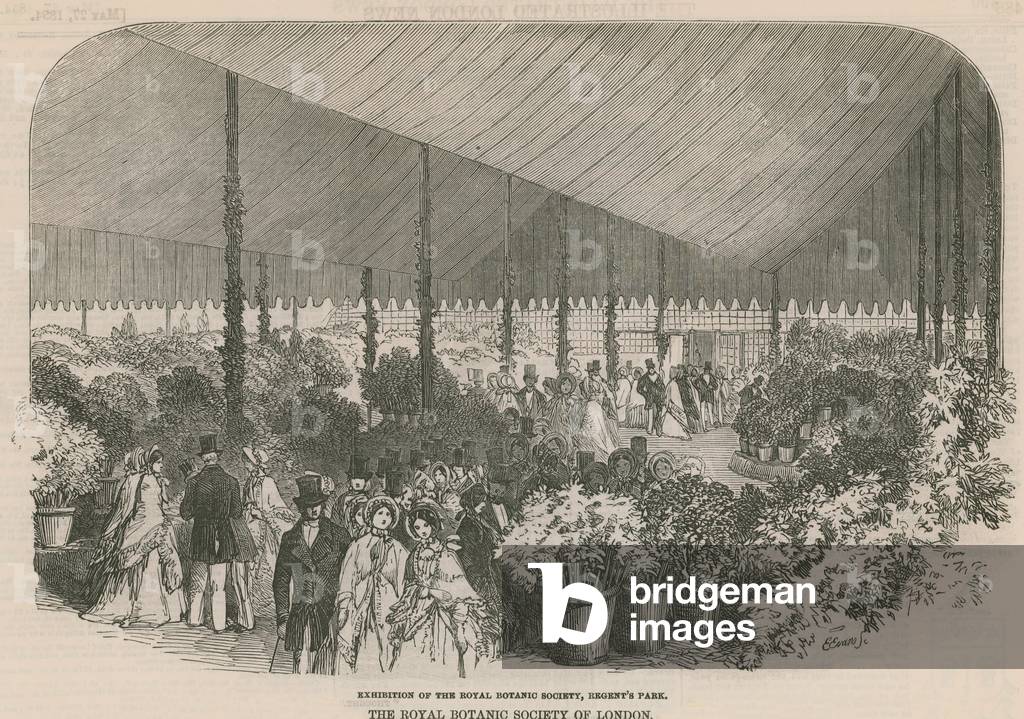 Exhibition of the Royal Botanic Society (engraving)