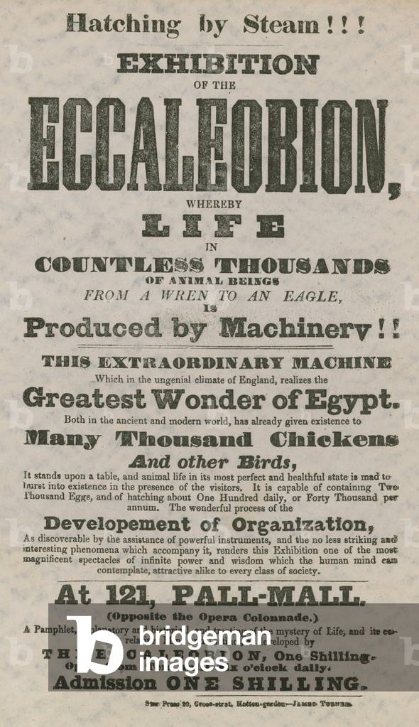 Exhibition of the Eccaleobion (engraving)