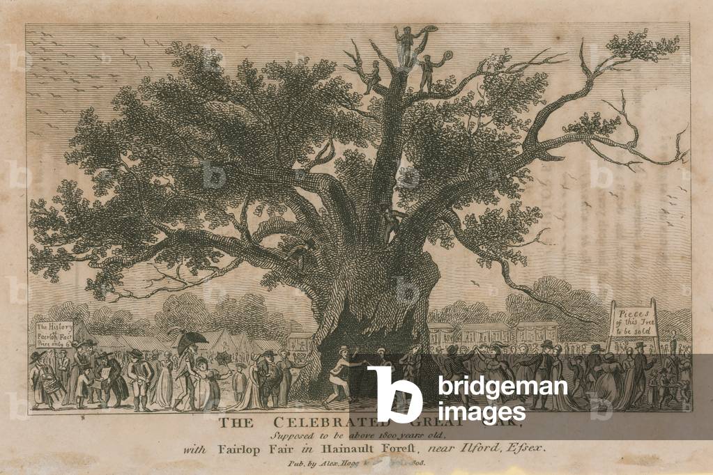 The celebrated Great Oak, supposed to be above 1800 years old (engraving)
