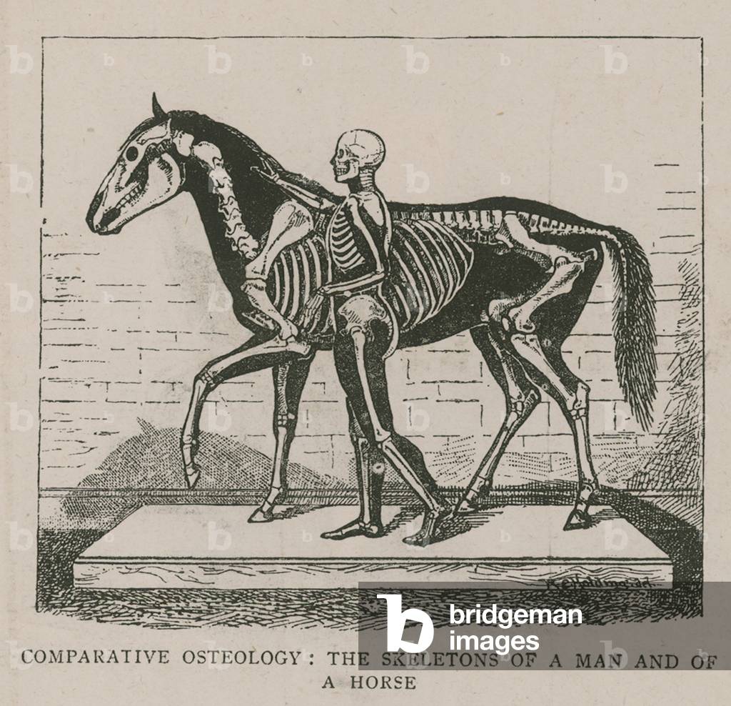 Comparative Osteology (engraving)