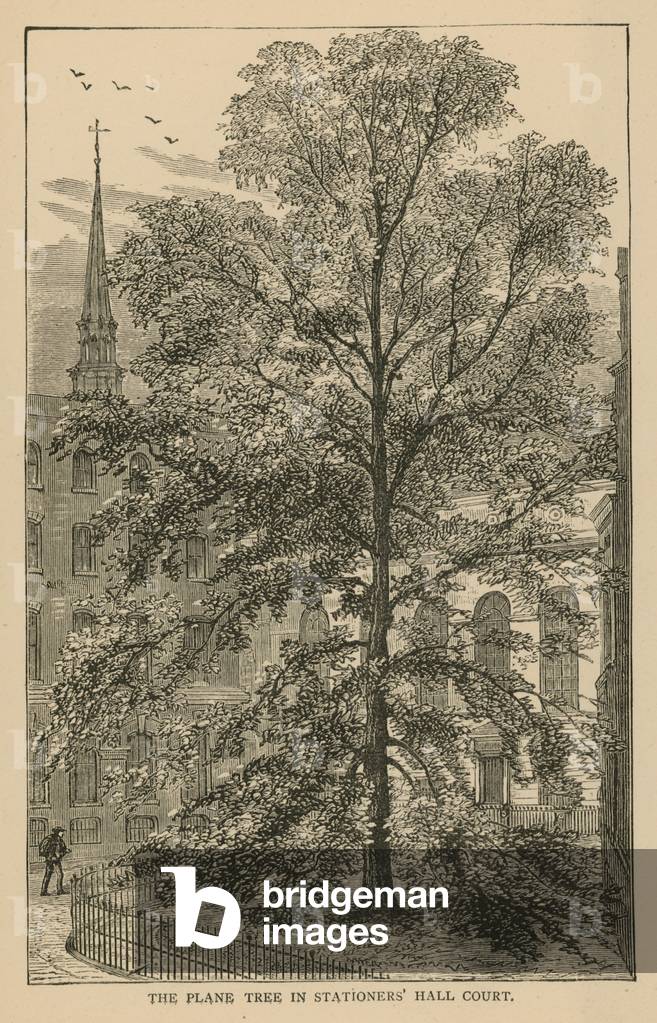 The plane tree in Stationers' Hall Court (engraving)