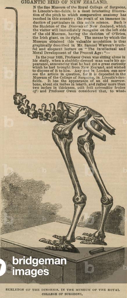 Skeleton of the dinornis, a gigantic bird of New Zealand (engraving)