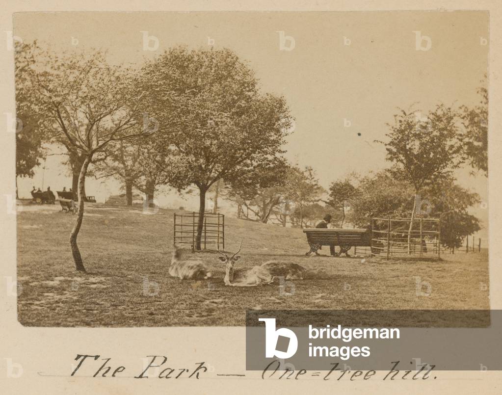 The Park - One Tree Hill, Greenwich (photo)