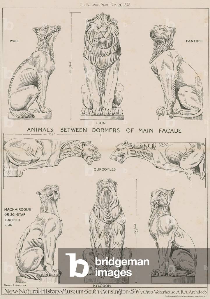 Animals between dormers of main facade of the new Natural History Museum, South Kensington (engraving)