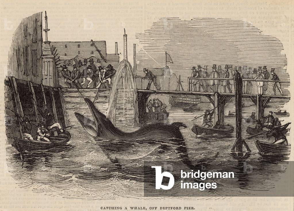Catching a whale off Deptford Pier (engraving)