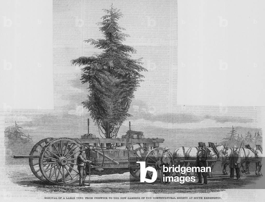 Removal of a large tree from Chiswick to the new gardens of the Horticultural Society at South Kensington (engraving)