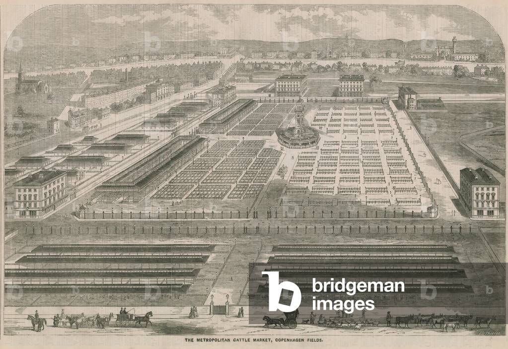 The Metropolitan Cattle Market, Copenhagen Fields, London (engraving)