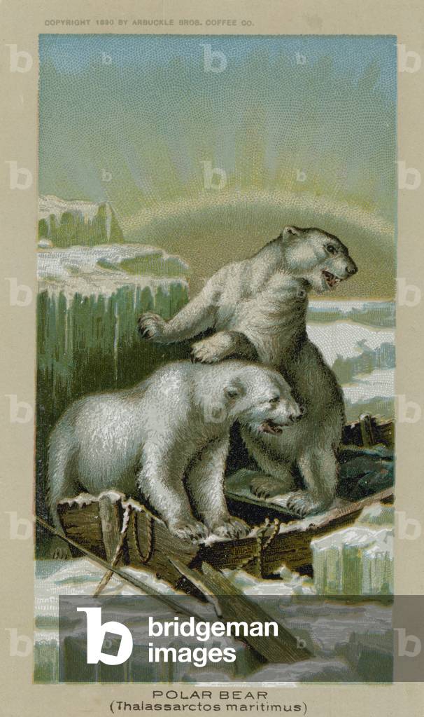 Polar Bear, Thalassarctos Maritimus (chromolitho)