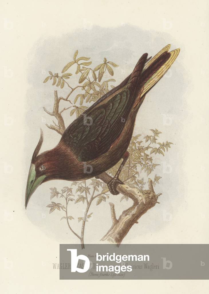 Waglers Cassicus, Cassicus Wagleri (colour litho)