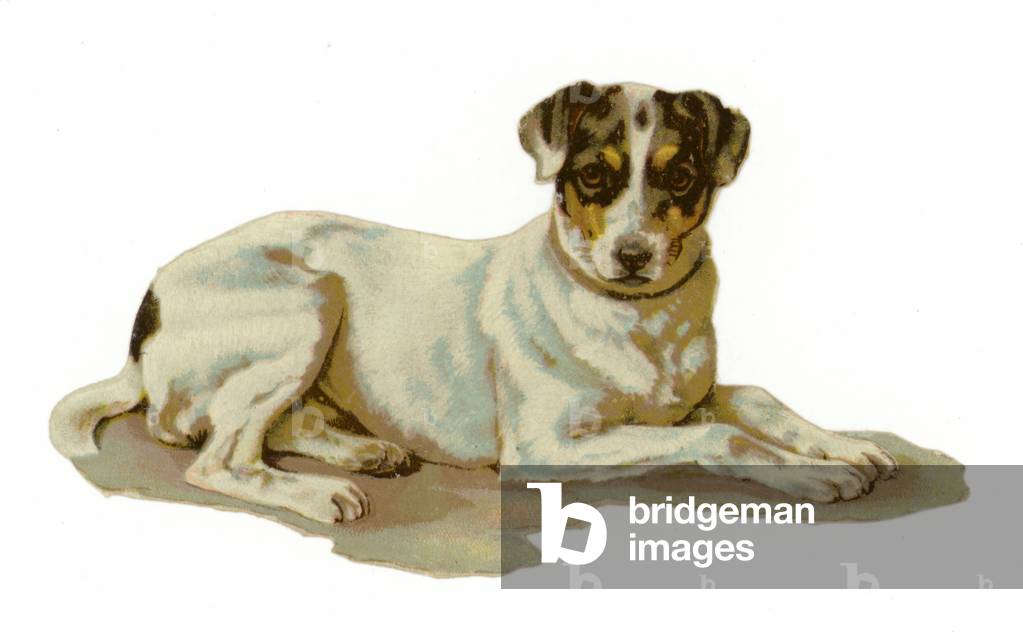 Young dog lying down (chromolitho)