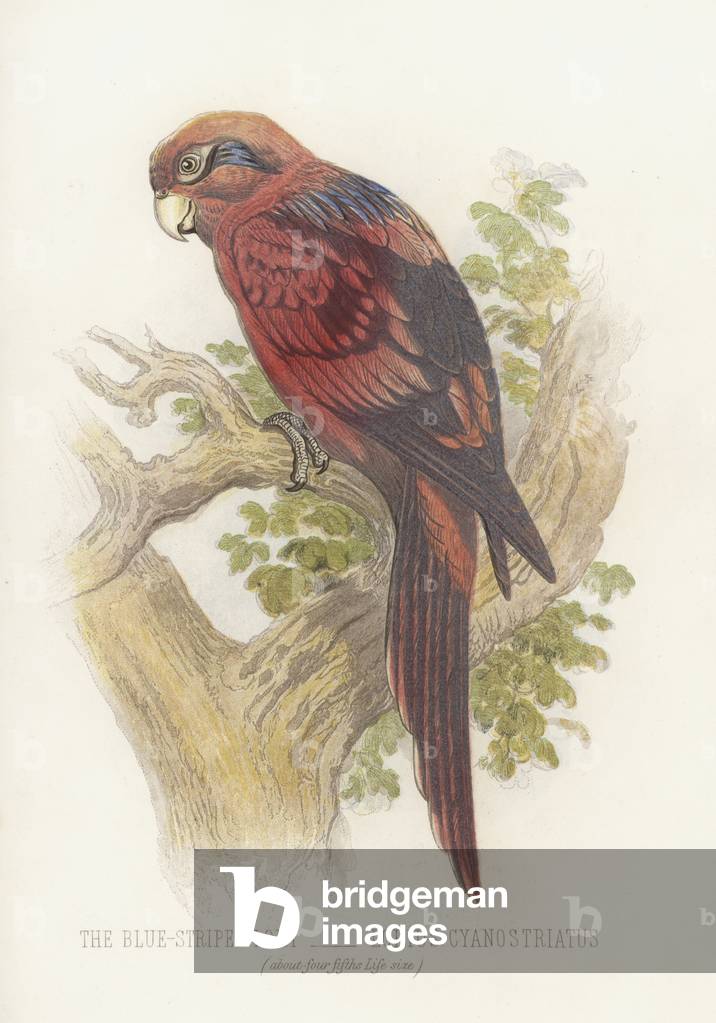 The Blue-Striped Lory, Lorius Cyanostriatus (colour litho)