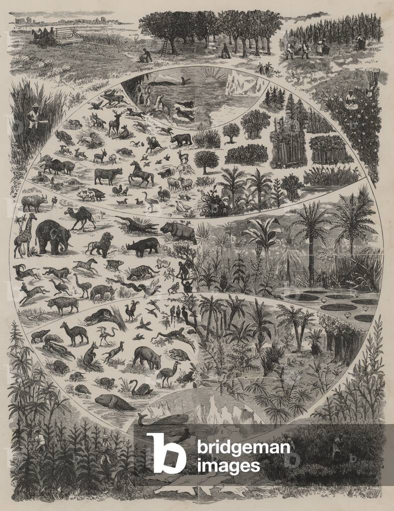 Distribution of flora and fauna across the world (engraving)