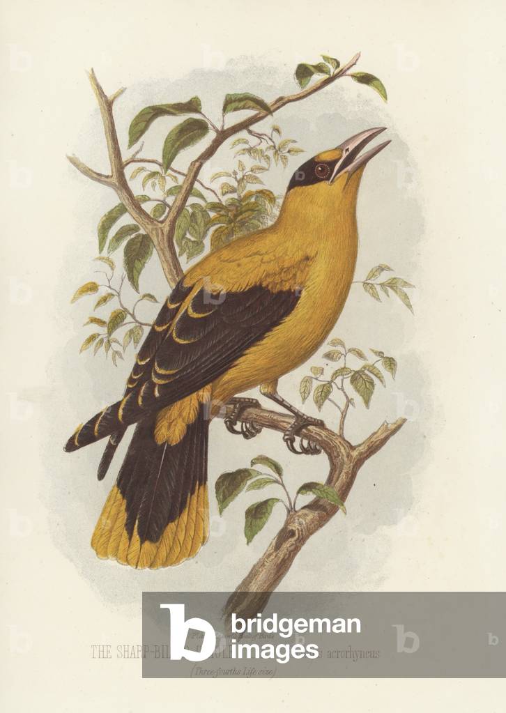 The Sharp-Billed Oriole, Oriolus Acrorhyncus (colour litho)