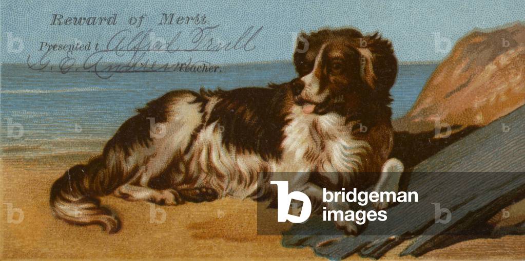 Border Collie dog on beach (chromolitho)