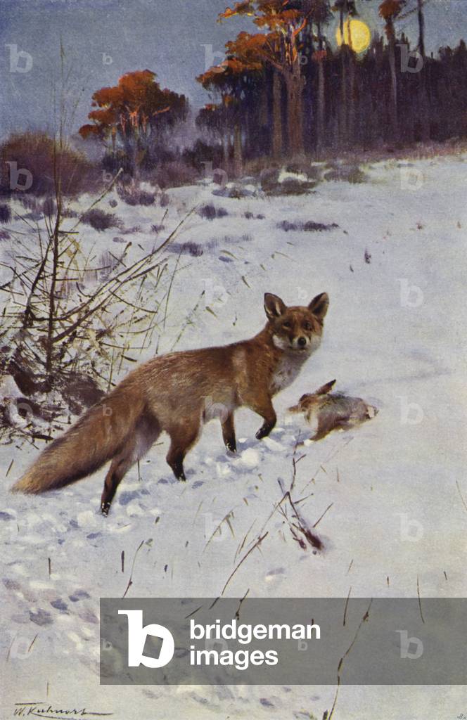 Fox (colour litho)