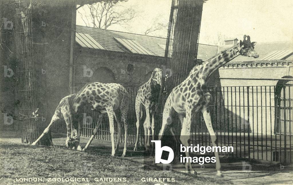 Giraffes, London Zoo (b/w photo)
