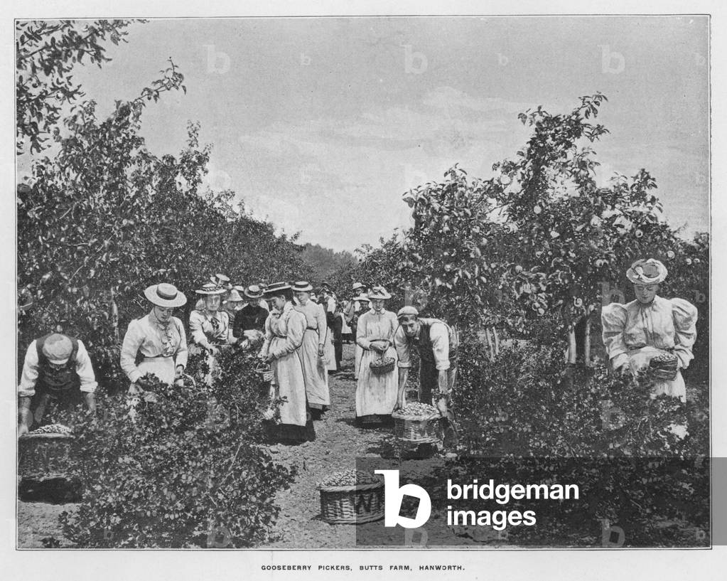 Whiteley's Farms: Gooseberry pickers, Butts Farm, Hanworth (b/w photo)
