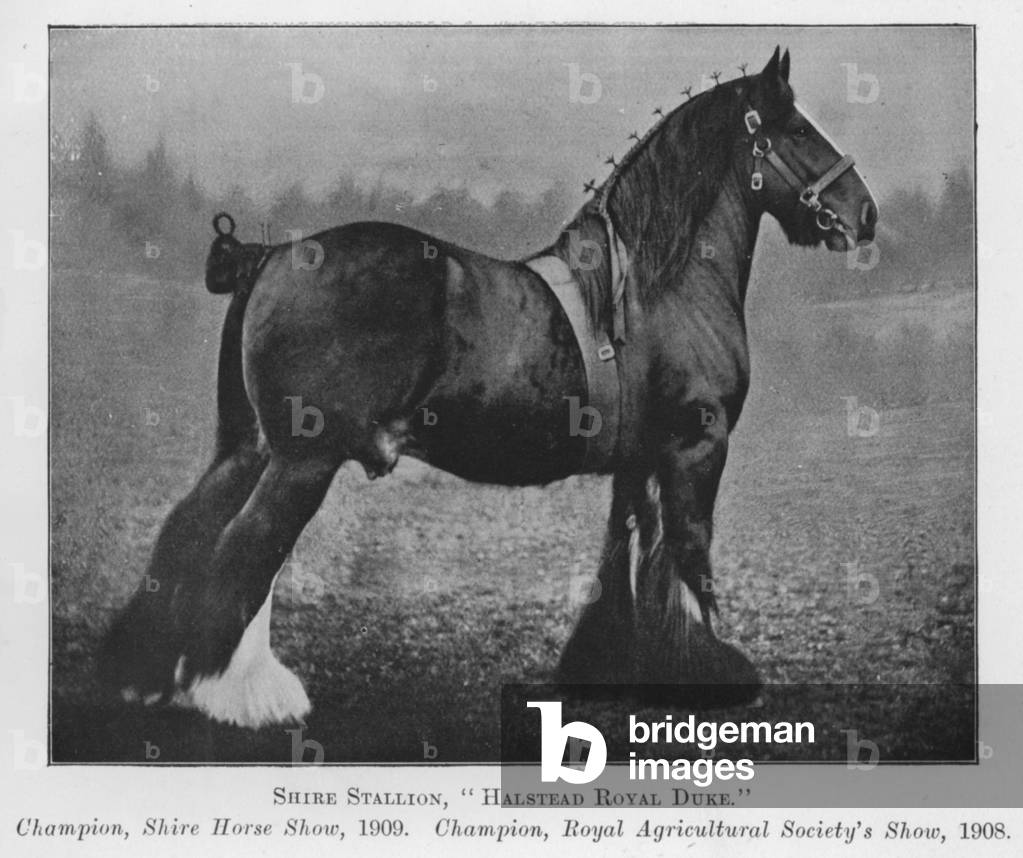 Shire Stallion, Halstead Royal Duke, Champion, Shire Horse Show, 1909, Champion, Royal Agricultural Society's Show, 1908 (b/w photo)