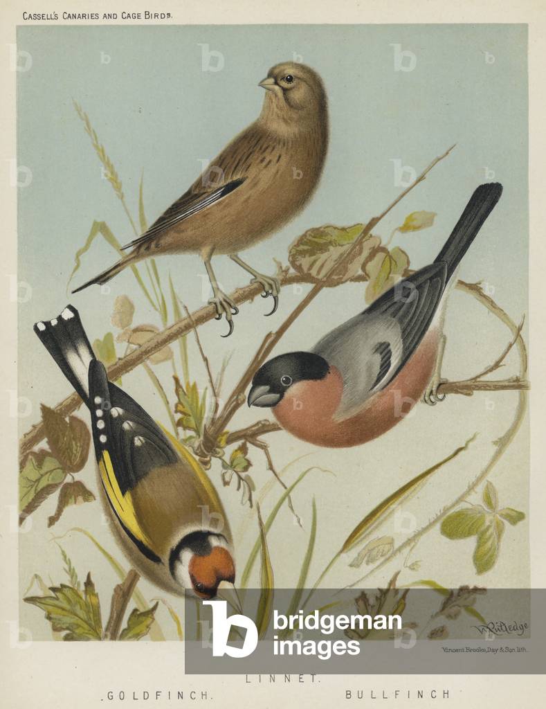 Linnet, Gold Finch, Bull Finch (colour litho)