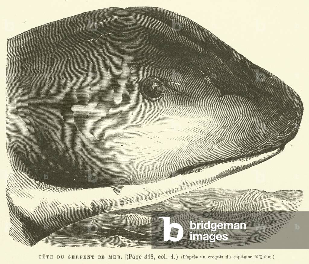 Tete Du Serpent De Mer (engraving)