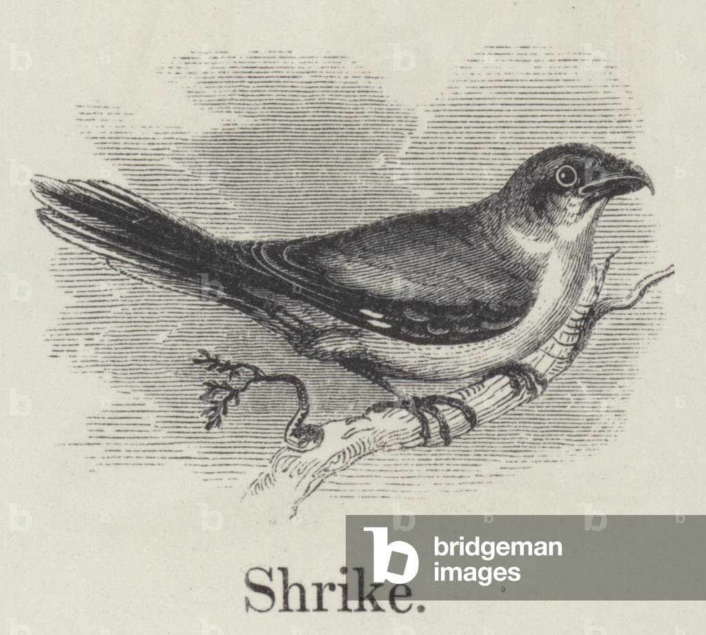Shrike (engraving)