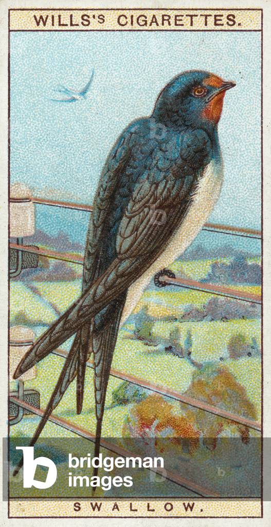 Swallow (chromolitho)