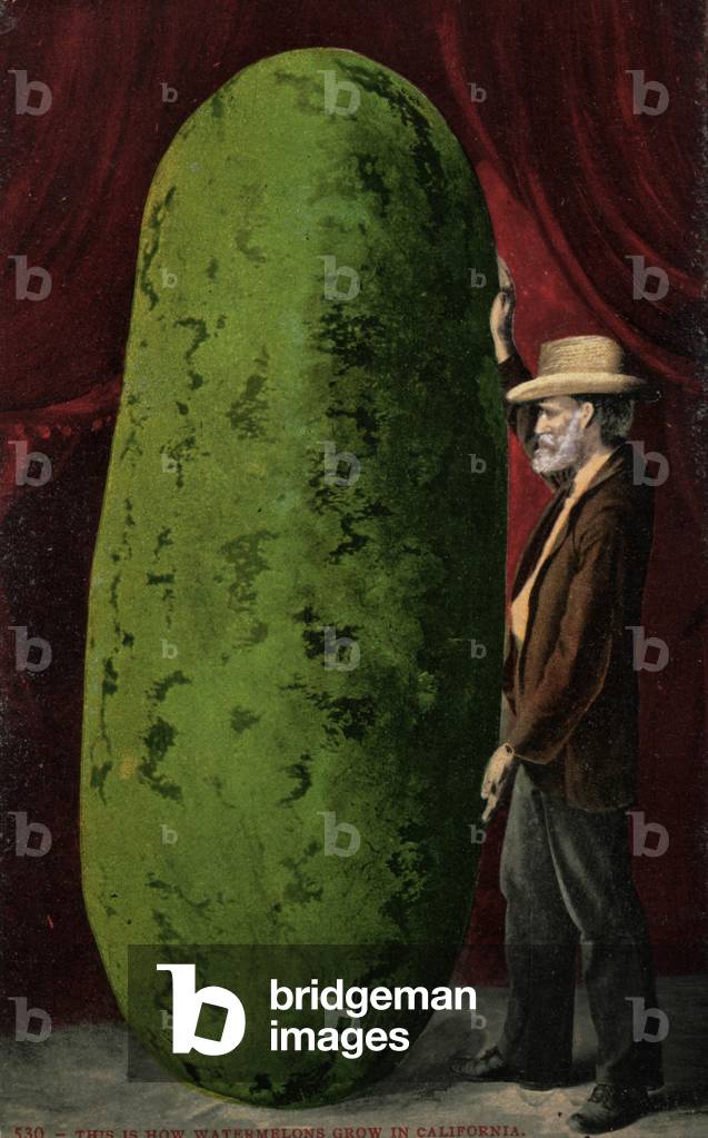 Californian watermelon (colour photo)