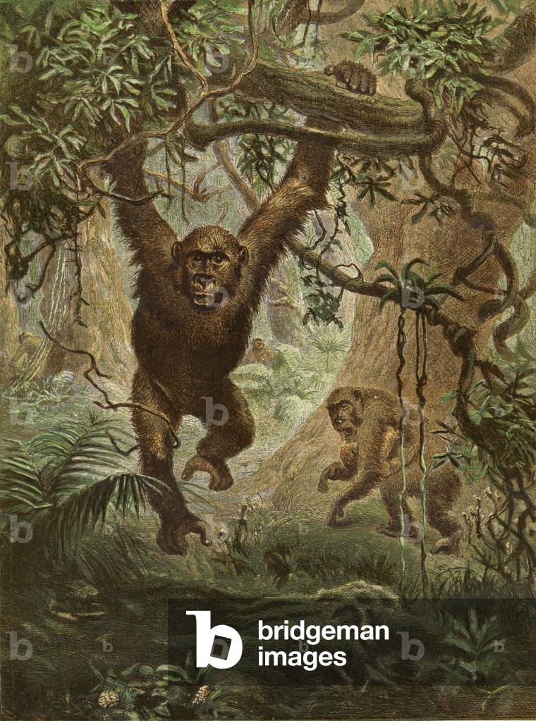 Gorillas at home (chromolitho)