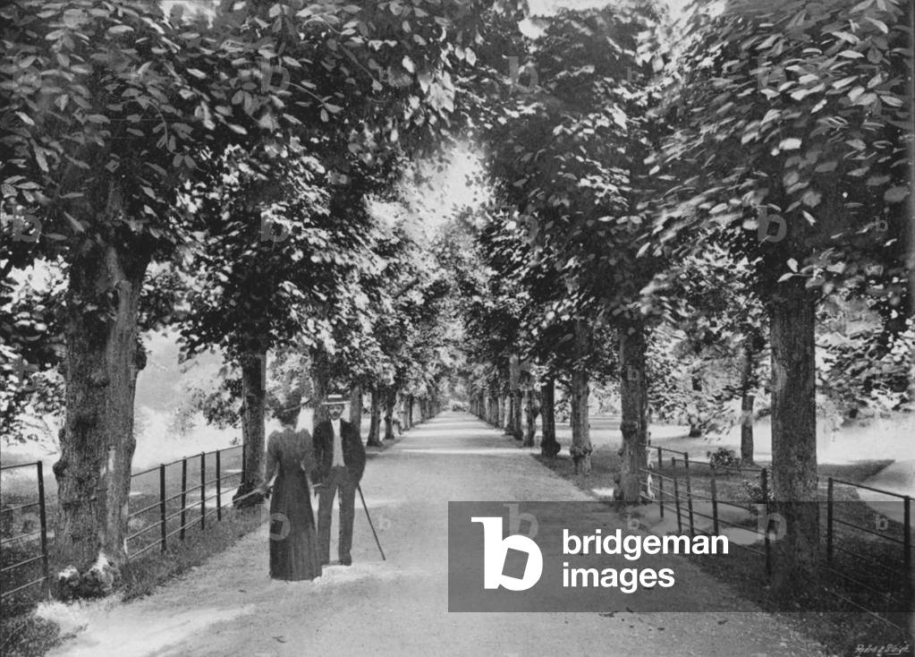 Trinity College, the Lime Walk (b/w photo)