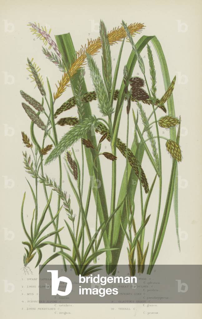 Dwarf Capillary Carex, Loose Flowered Alpine Carex, Mud Carex, Schorched Alpine Carex  (colour litho)