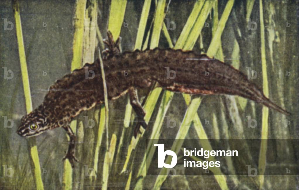 Smooth Newt, Molge vulgaris, Male in bridal attire (coloured photo)