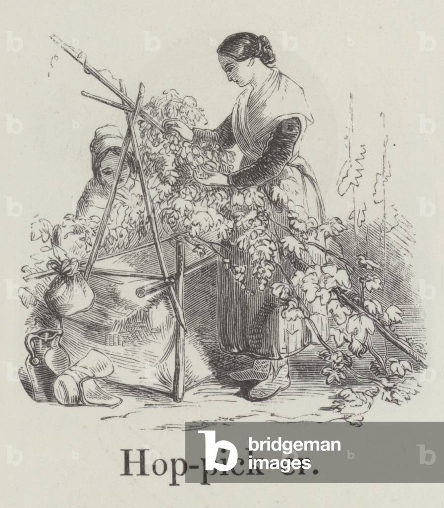 Hop picker (engraving)