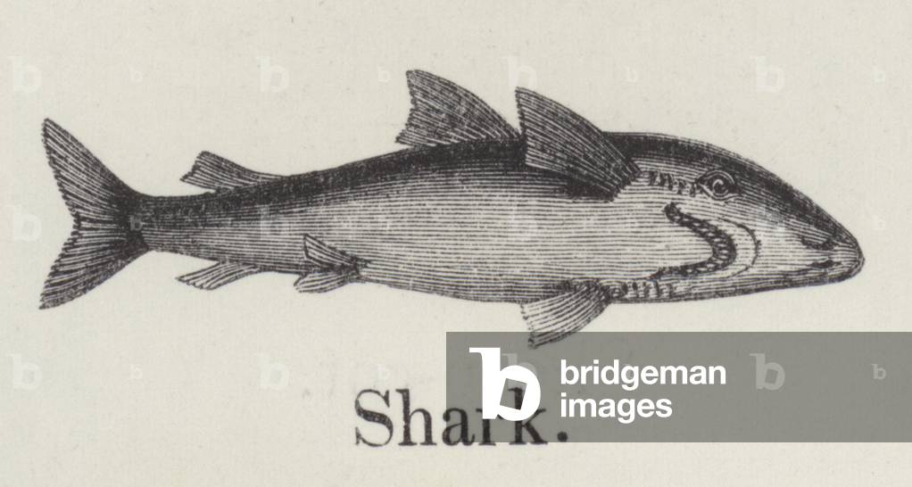 Shark (engraving)