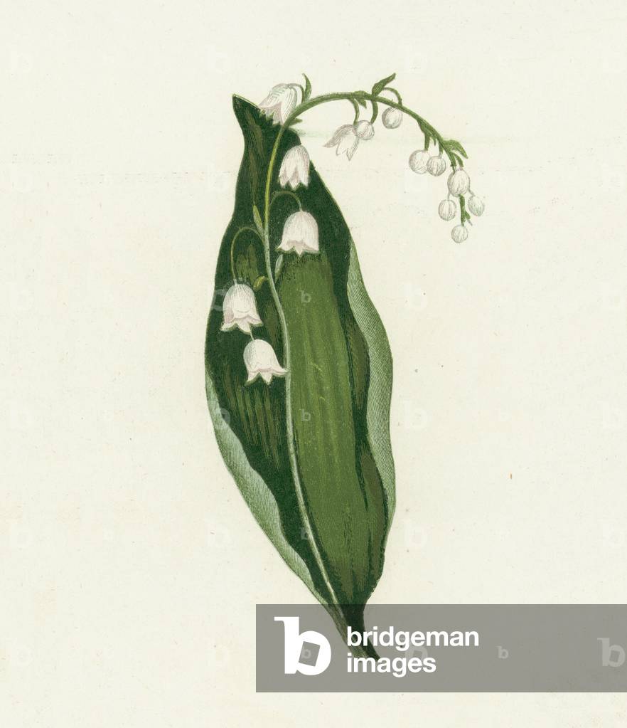 Lily of the Valley, Convallaria Majalis (colour litho)