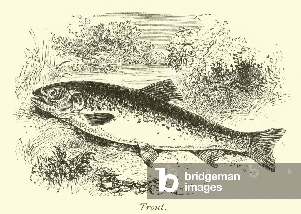 Trout (engraving)