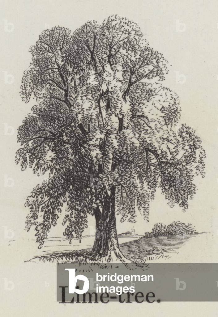 Lime tree (engraving)
