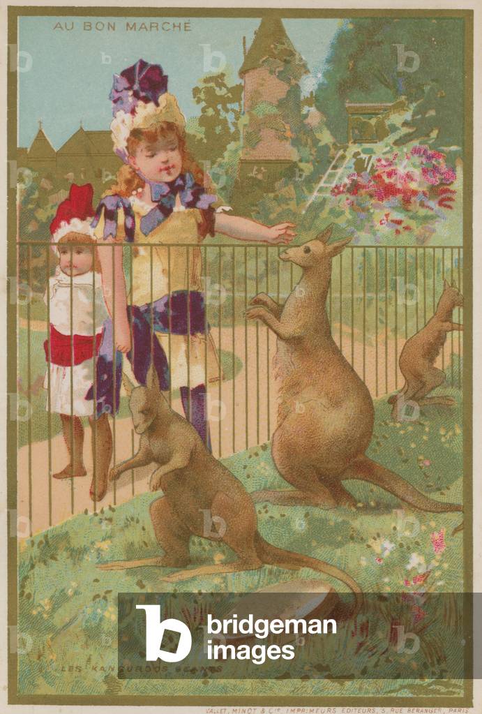 Kangaroos at a zoo (chromolitho)