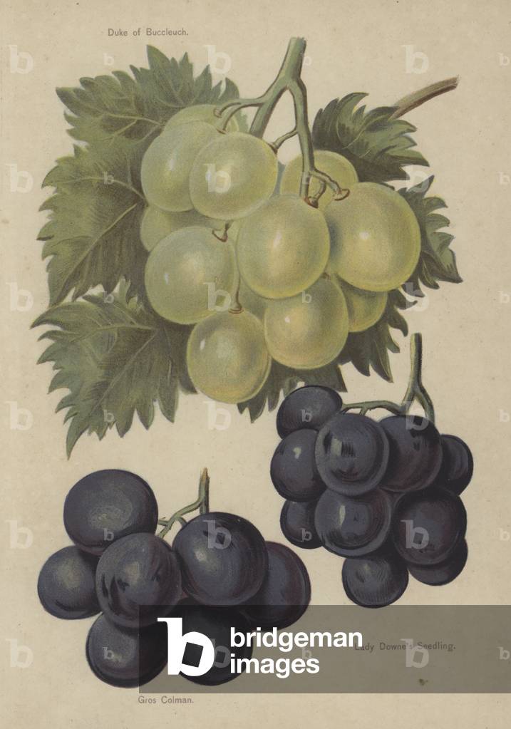 Duke of Buccleuch, Gros Colman, Lady Downe's Seedling (chromolitho)