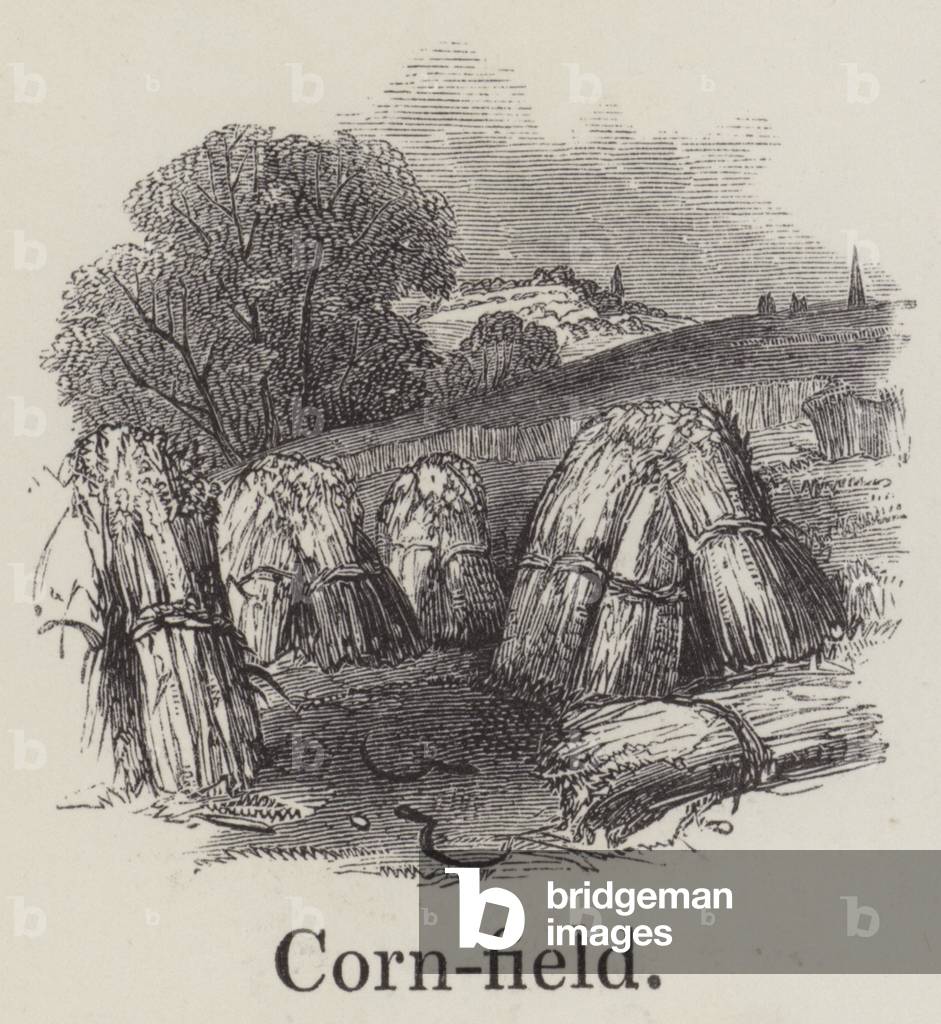 Cornfield (engraving)