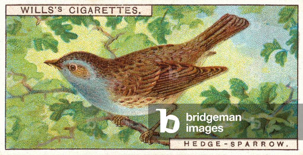 Hedge-Sparrow (chromolitho)